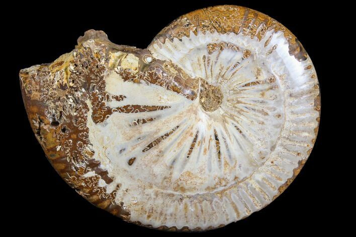 Polished Jurassic Ammonite Fossil - Madagascar #76992